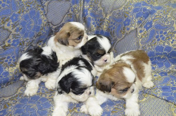 filhotes de shitzu a venda
